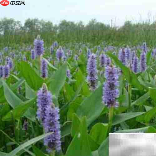 梭鱼草养护全攻略