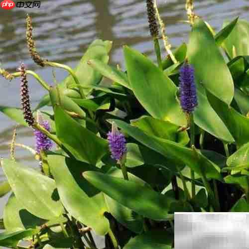 梭鱼草养护全攻略