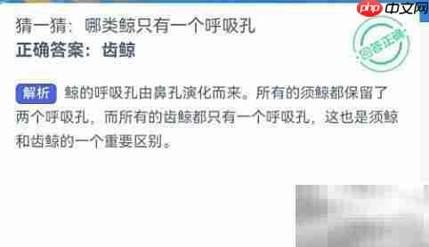 神奇海洋:单呼吸孔鲸类揭秘