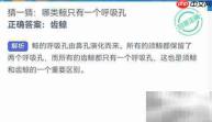 神奇海洋:单呼吸孔鲸类揭秘