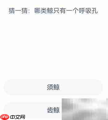 神奇海洋:单呼吸孔鲸类揭秘