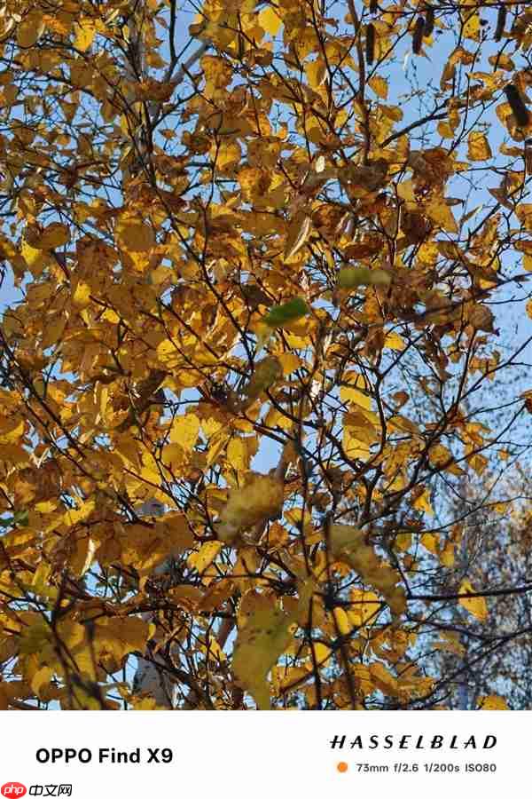 OPPO Find X9影像实测：强得不像标准版