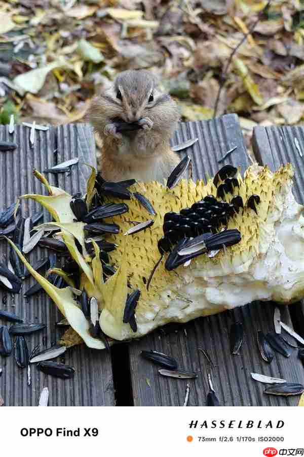 OPPO Find X9影像实测：强得不像标准版