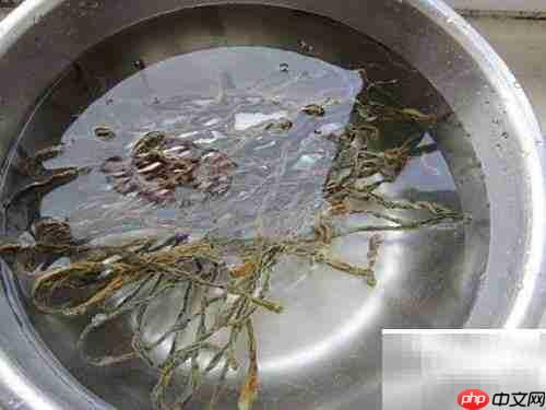 萨斯肯美食探秘