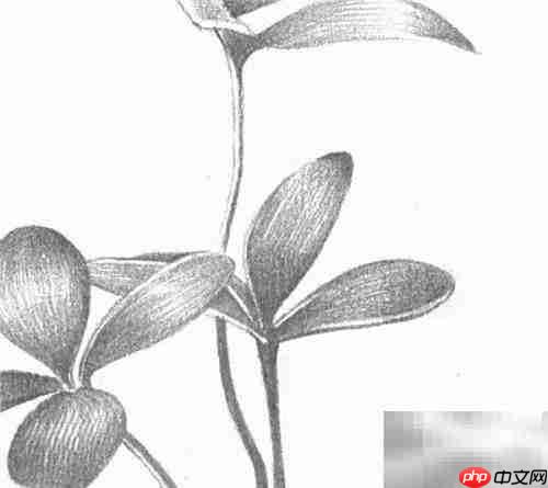 三叶草绘画技巧