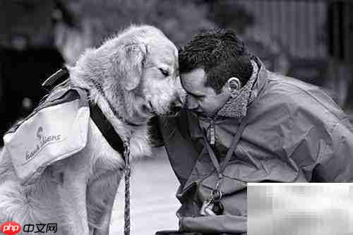 美国养狗证上的9条须知