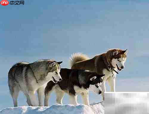 美国养狗证上的9条须知