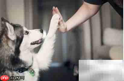 美国养狗证上的9条须知