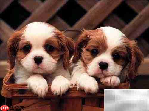 美国养狗证上的9条须知