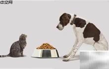 中草药宠粮进补指南