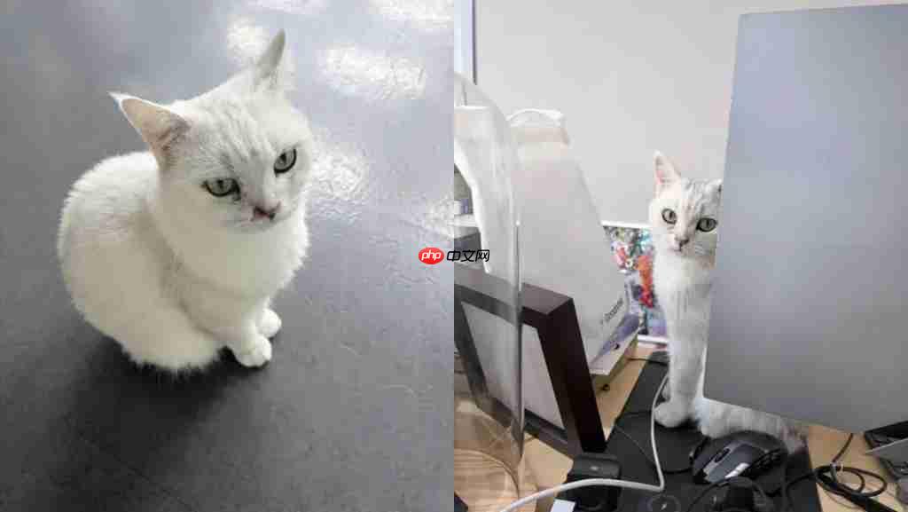 硬刚 Sora 2,谷歌的 Veo 3.1 确实有小惊喜|AI 上新