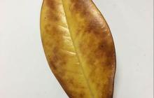 树叶贴画:巧手绘中国龙