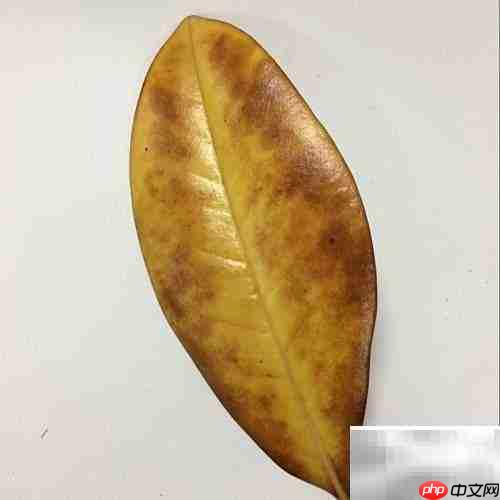 树叶贴画:巧手绘中国龙