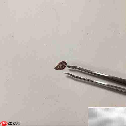 树叶贴画:巧手绘中国龙