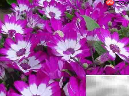 富贵菊养护全攻略