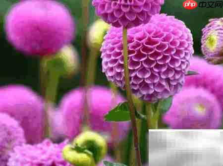 富贵菊养护全攻略