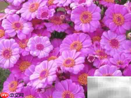 富贵菊养护全攻略