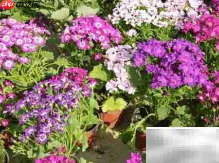 富贵菊养护全攻略