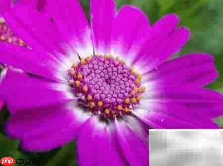 富贵菊养护全攻略