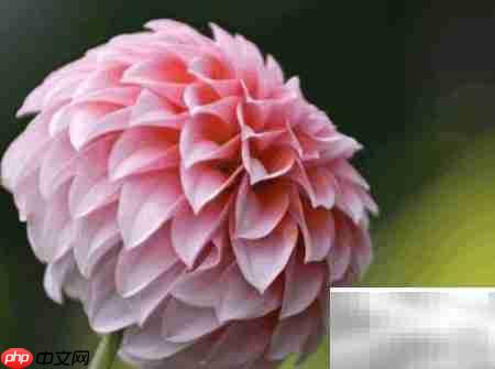 富贵菊养护全攻略