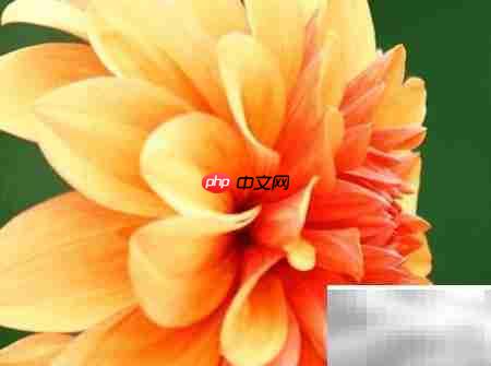 富贵菊养护全攻略