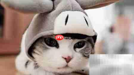 猫咖开店全攻略