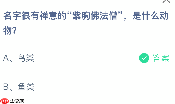 名字很有禅意的紫胸佛法僧是什么动物