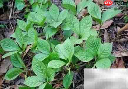 金粟兰病虫害防治指南