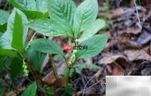 金粟兰病虫害防治指南