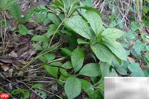 金粟兰病虫害防治指南