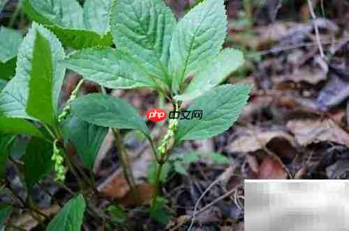 金粟兰病虫害防治指南