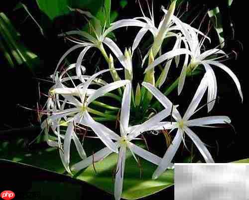 金粟兰病虫害防治指南