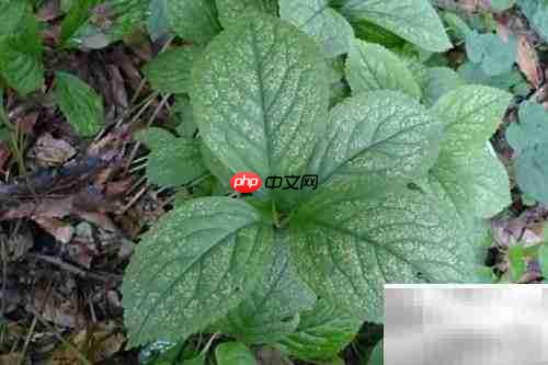 金粟兰病虫害防治指南