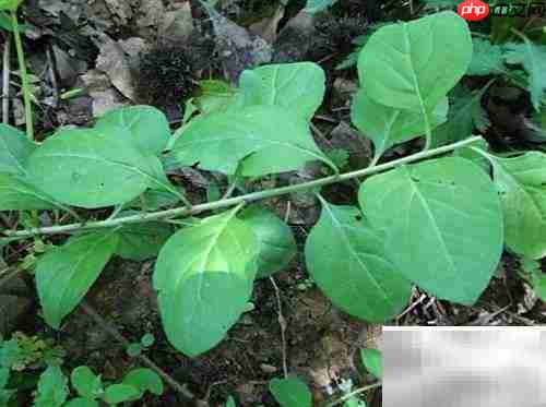 金粟兰病虫害防治指南