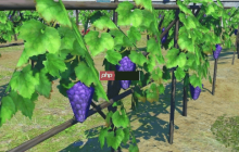 《最终幻想14》搞笑梗图再现!《宝可梦传说:Z-A》中出现"多边形葡萄"