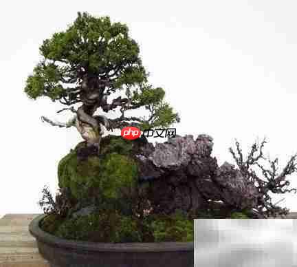 真柏冬季养护技巧