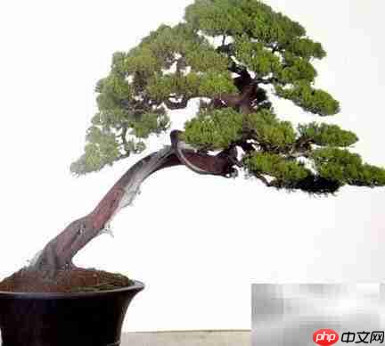 真柏冬季养护技巧