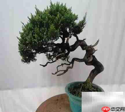 真柏冬季养护技巧