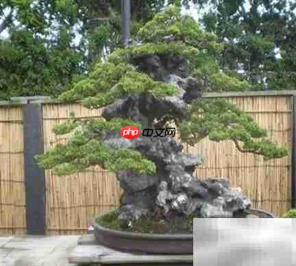 真柏冬季养护技巧