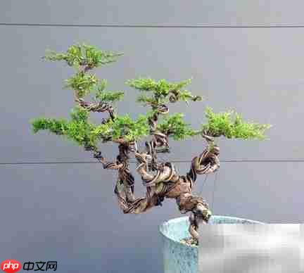 真柏冬季养护技巧