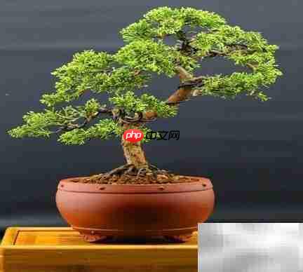 真柏冬季养护技巧