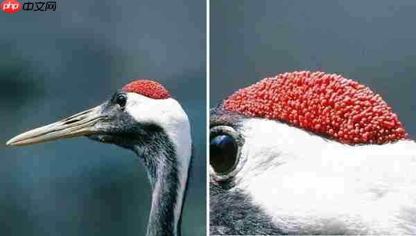 丹顶鹤头顶上的那一抹红其实是