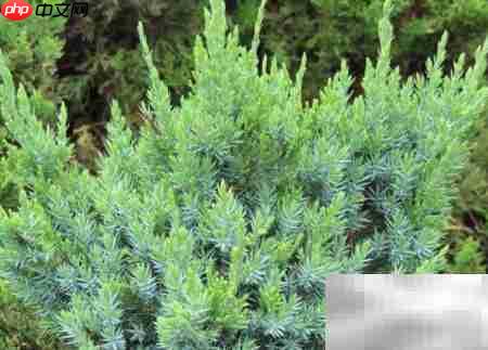 偃柏的形态特征与生长习性