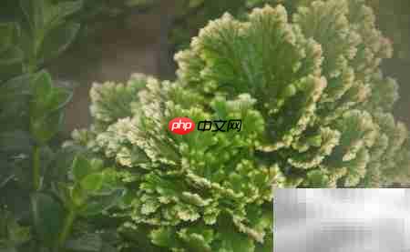 偃柏的形态特征与生长习性