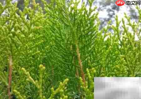 偃柏的形态特征与生长习性