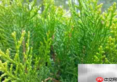 偃柏的形态特征与生长习性