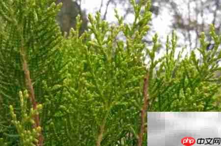 偃柏的形态特征与生长习性