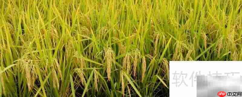 南稻北粟：中国作物分布格局