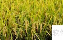 南稻北粟：中国作物分布格局