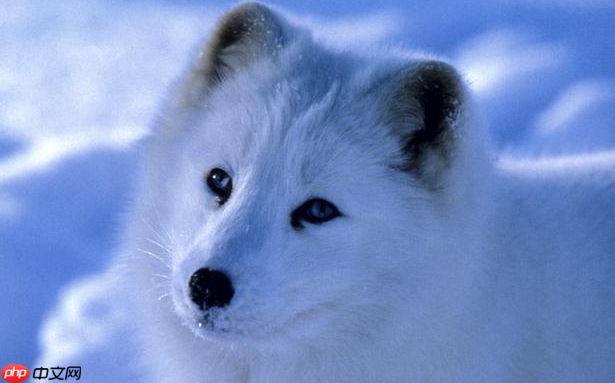 生活在寒冷地区的北极狐会选择以下哪种方式过冬